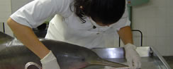 Consorcio Franciscana